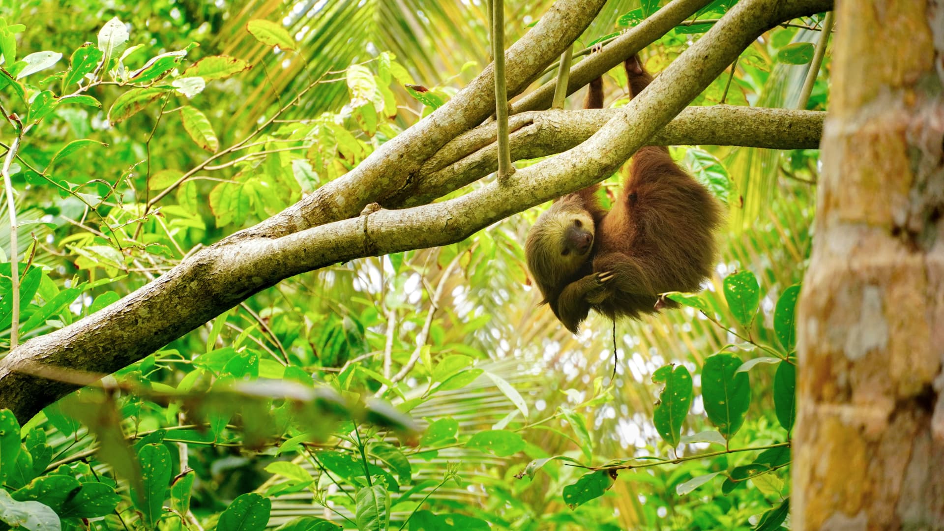 Lush Costa Rica rainforest and volcanic landscape